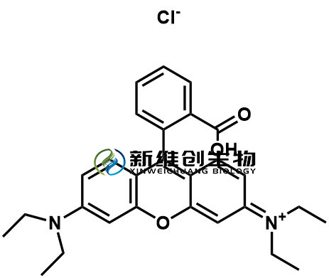 羅丹明.jpg